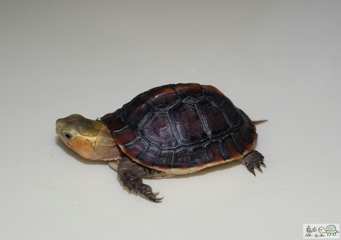 2015-06-27 18.49.47.jpg