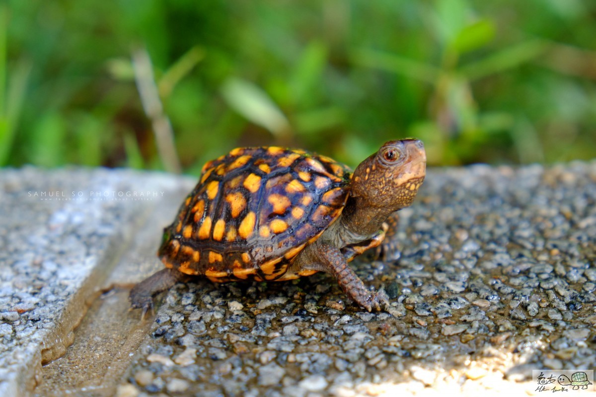 Photo 27-6-15 9 18 51 am (1).jpg