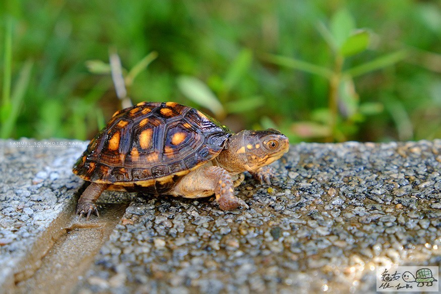 Photo 27-6-15 9 18 29 am copy.jpg