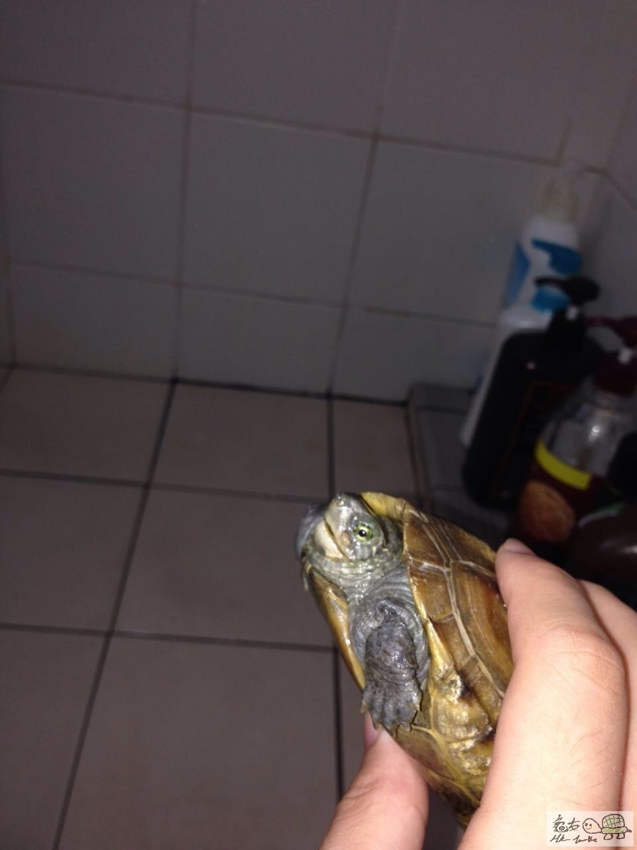 長了有一段時間了，麻煩師兄師姐們幫幫手