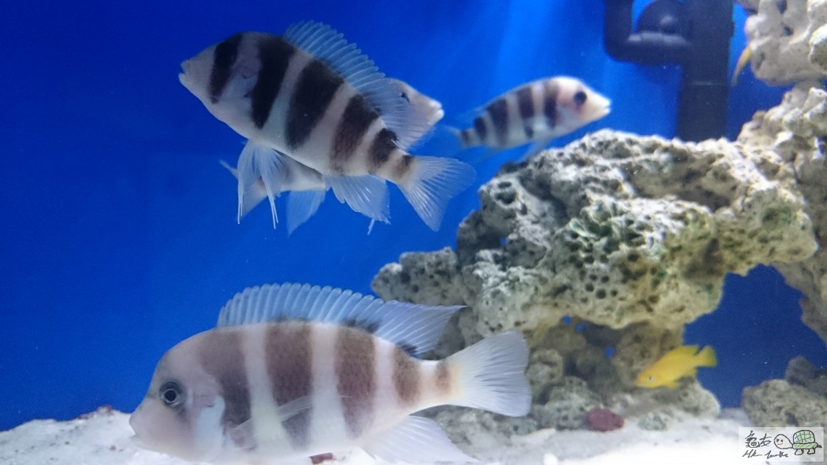 DSC_0425.JPG