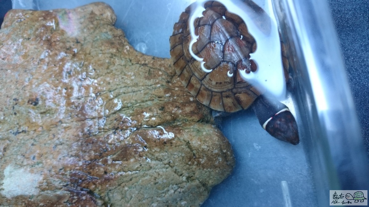 一對，健康大食，食糧，有意pm