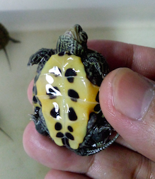 Screen Shot 2015-08-12 at 11.21.18 pm.png