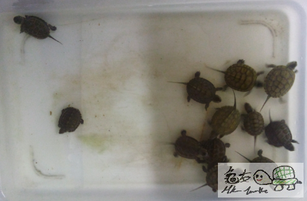 Screen Shot 2015-08-12 at 11.21.24 pm.png