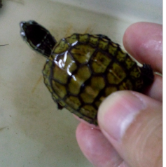 Screen Shot 2015-08-12 at 11.21.31 pm.png