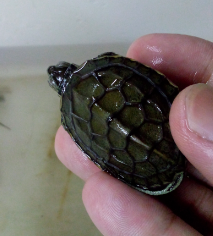 Screen Shot 2015-08-12 at 11.21.39 pm.png