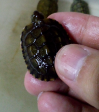 Screen Shot 2015-08-12 at 11.21.43 pm.png