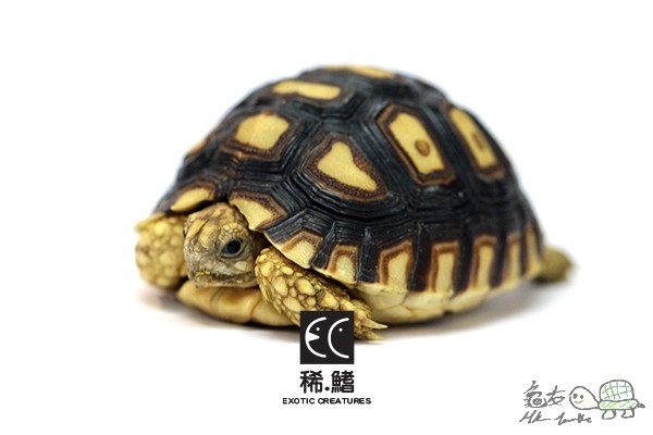 Sucalta x Leopard side.jpg