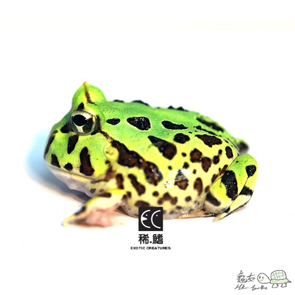 Ceratophrys aurita.jpg