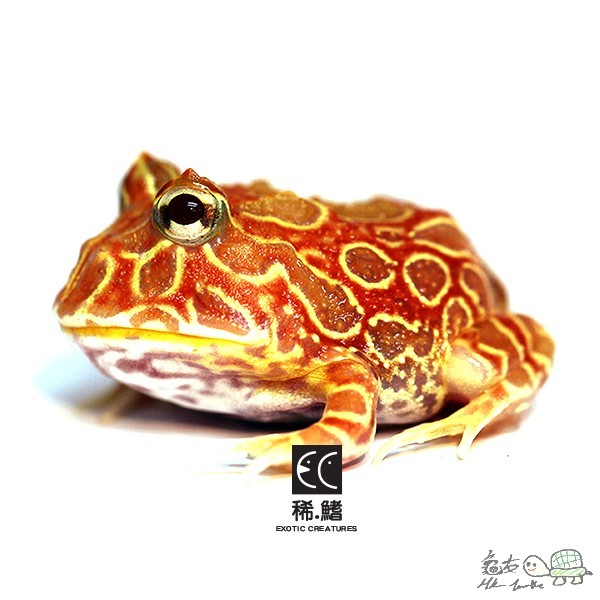 Strawberry Albino.jpg