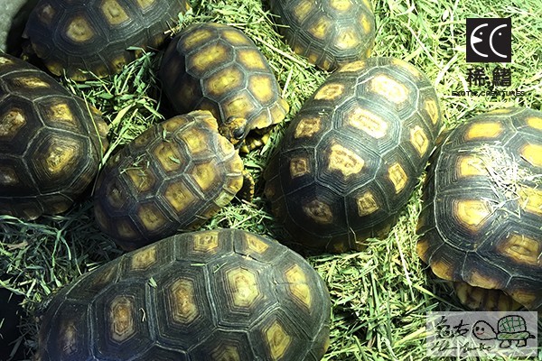 Geochelone Denticulata .jpg