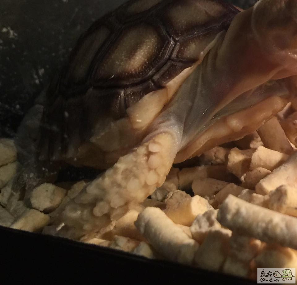 今日見盾B右邊手仔D鱗片痴埋一齊，如圖：