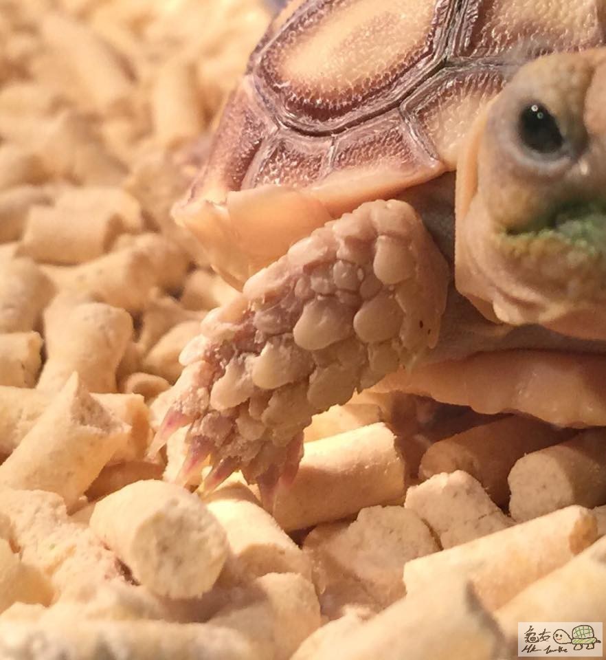 但平時正常係咁