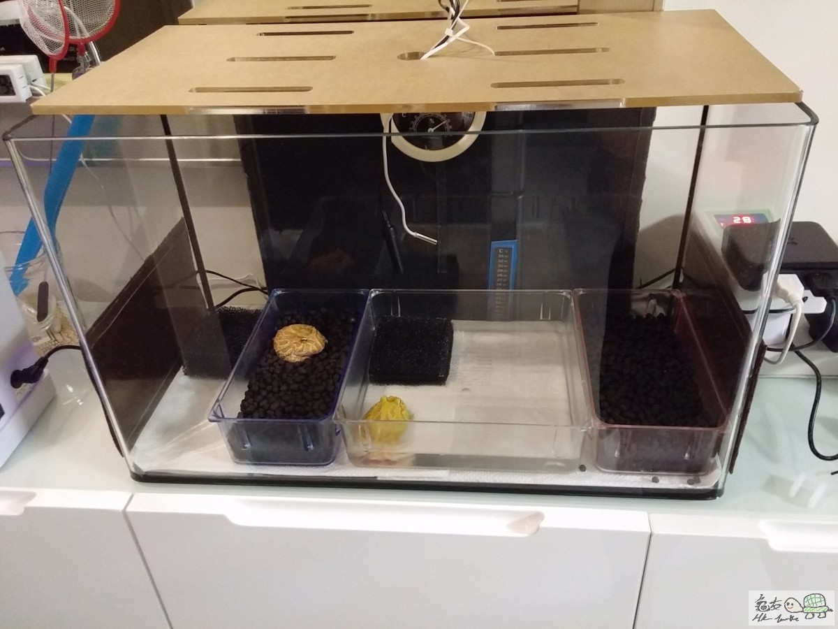 ❽ 中幅的貼到缸底中部較前方❪最難嘅1part❫