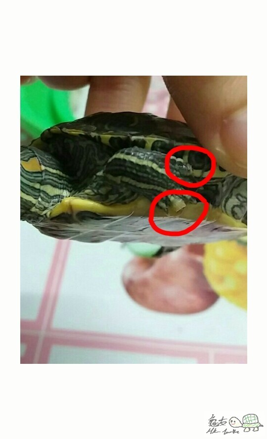 唔知點解小龜龜既爪好似生左兩粒野咁...請問有冇知係咩黎?要點樣治療佢?
