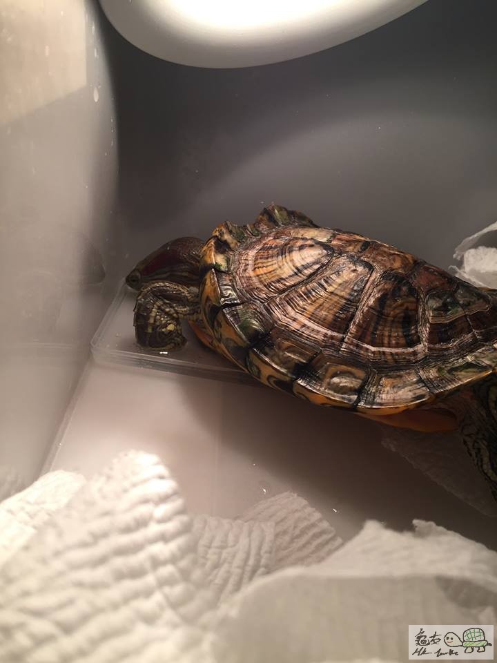 龜3.jpg