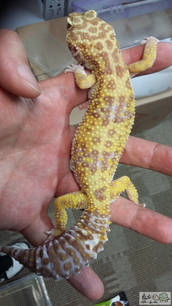 BELL ALBINO 100% HET RADAR母.jpg