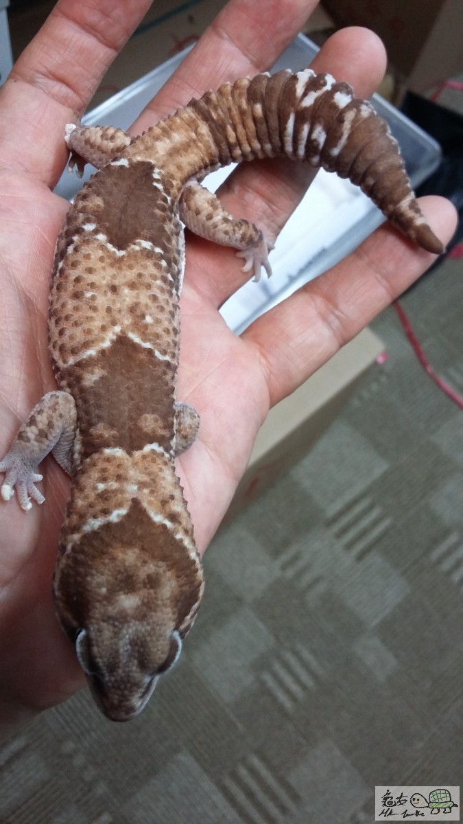 HET CARAMEL ALBINO公.jpg