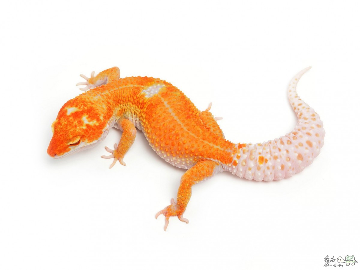 Sunglow Enigma  Female.jpg