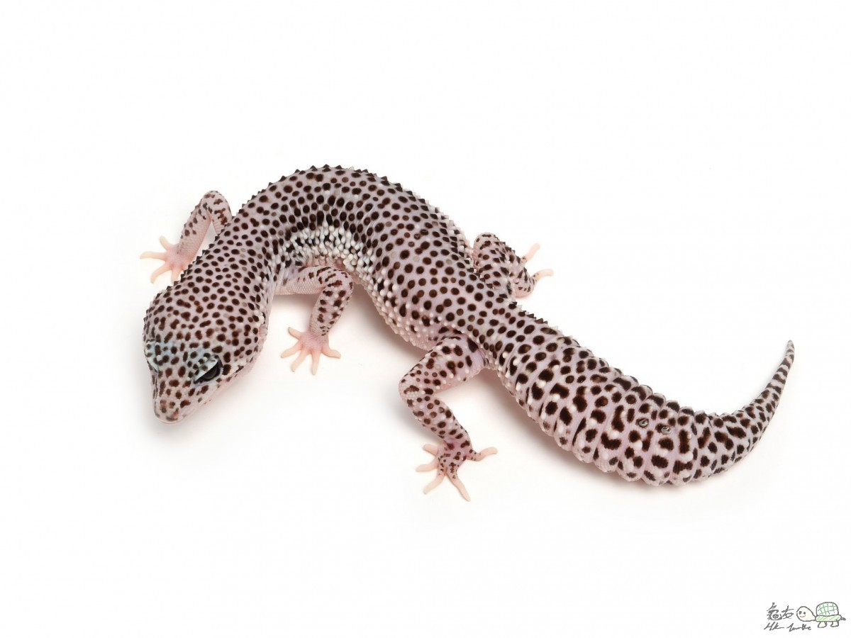 Mack Super Snow Female.jpg