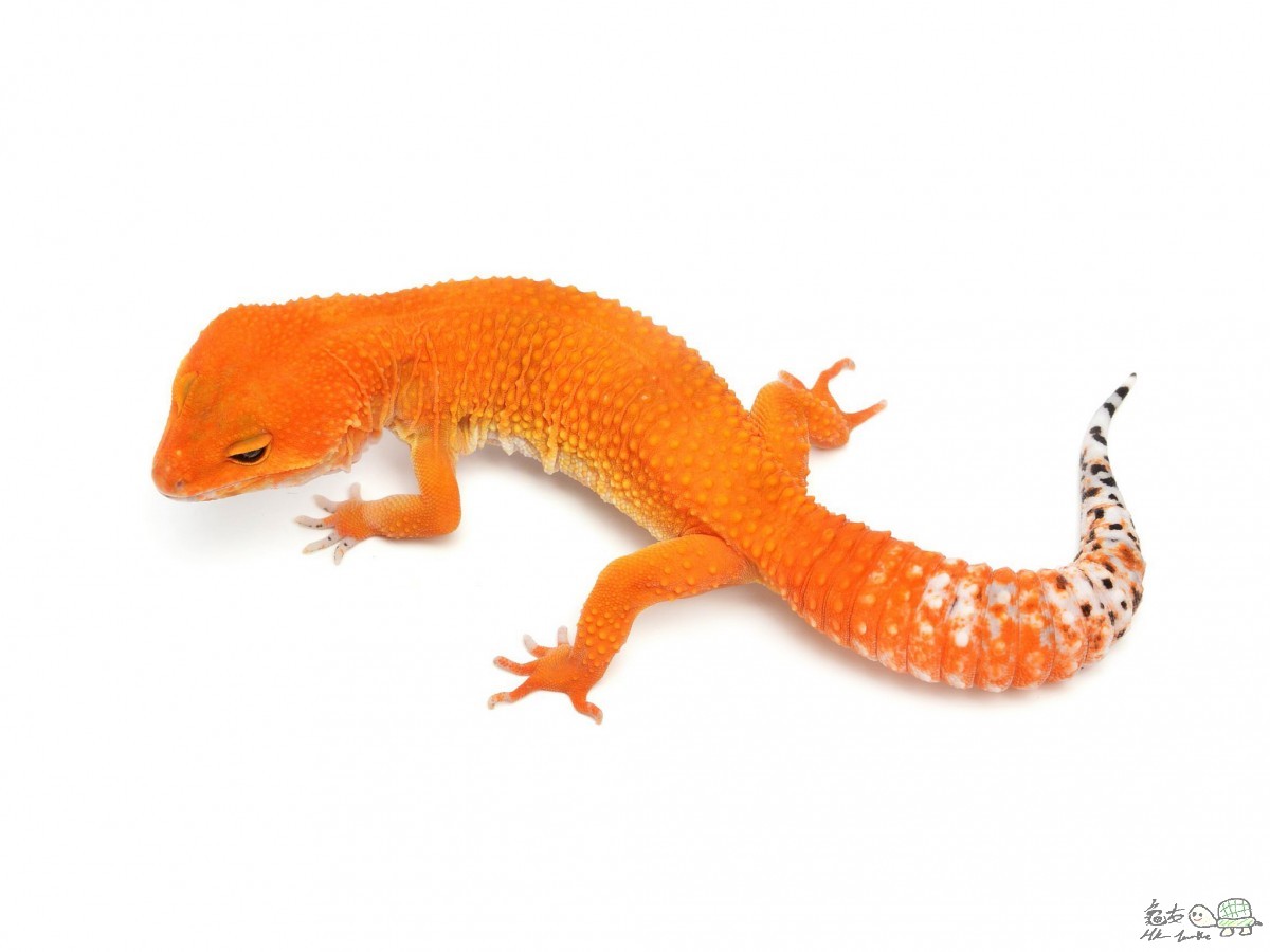 Tangerine Tornado  Female.jpg