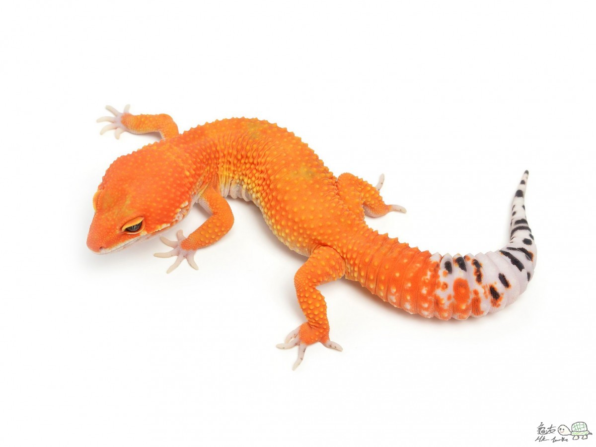 Tangerine Tornado  Male.jpg