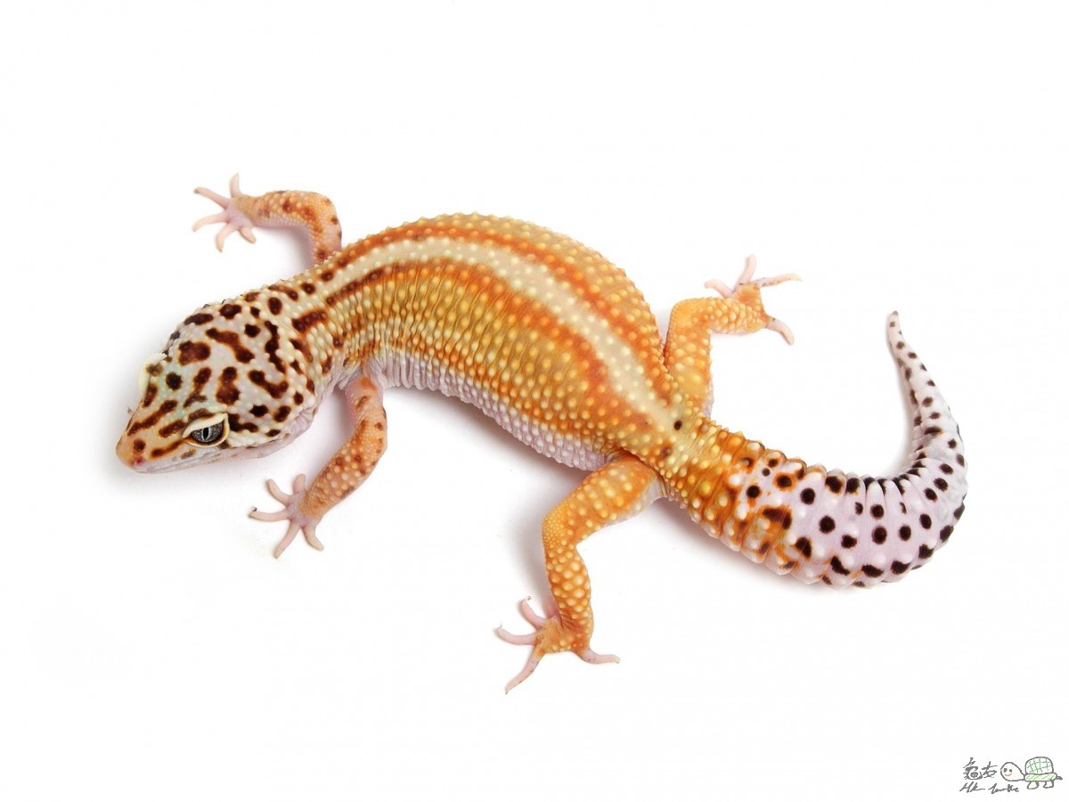 Red Stripe female.jpg