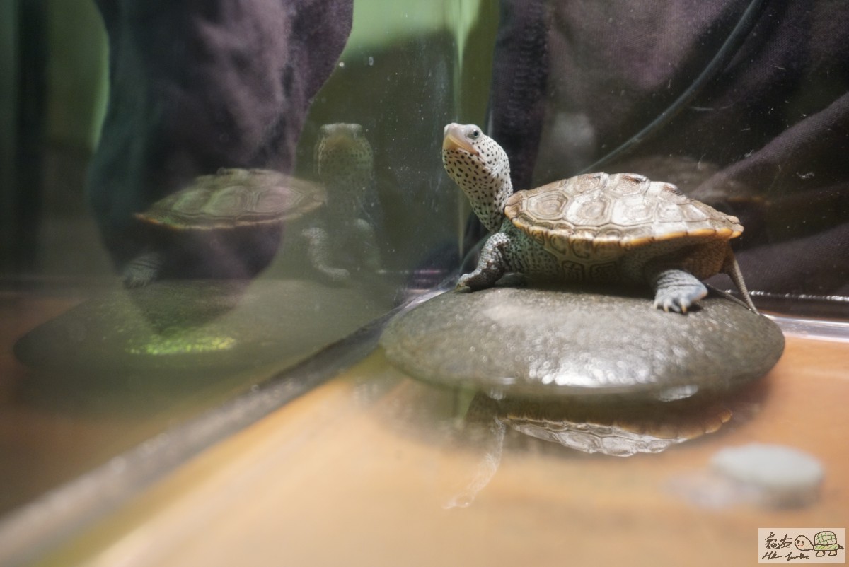 鑽紋龜 DSC09207.JPG