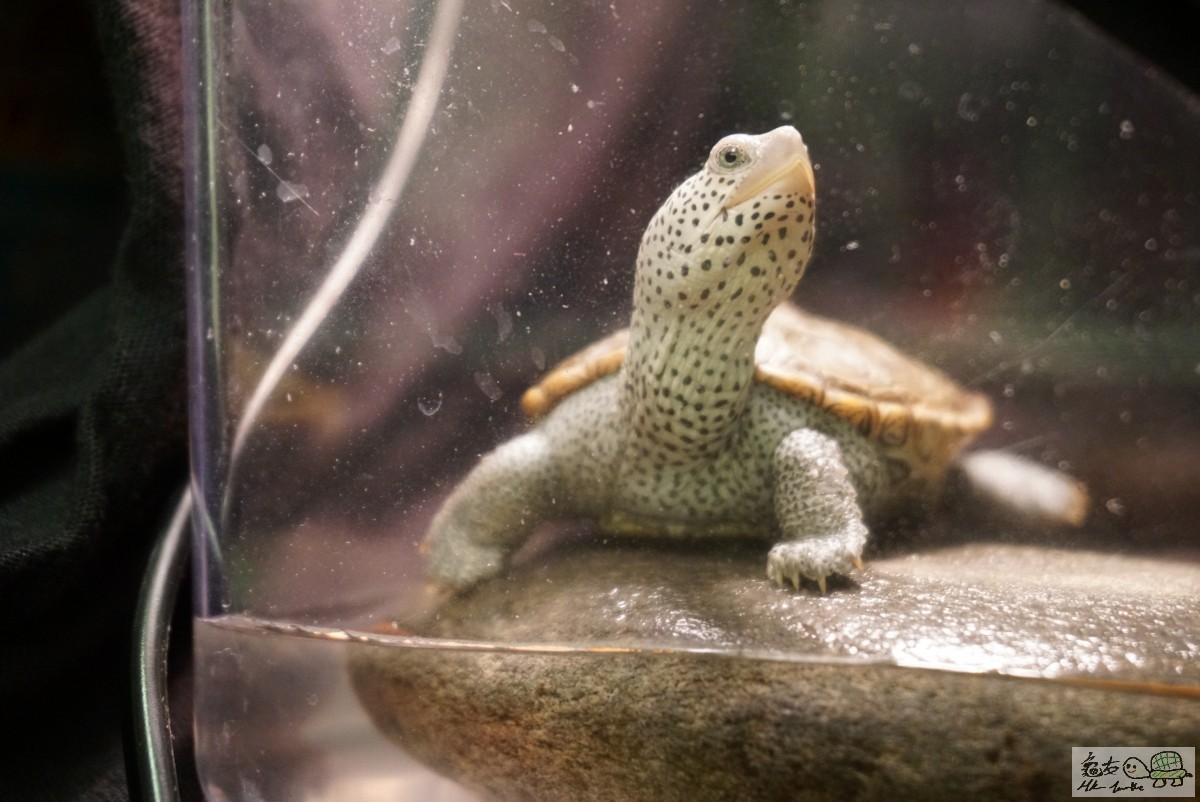 鑽紋龜 DSC09216.JPG