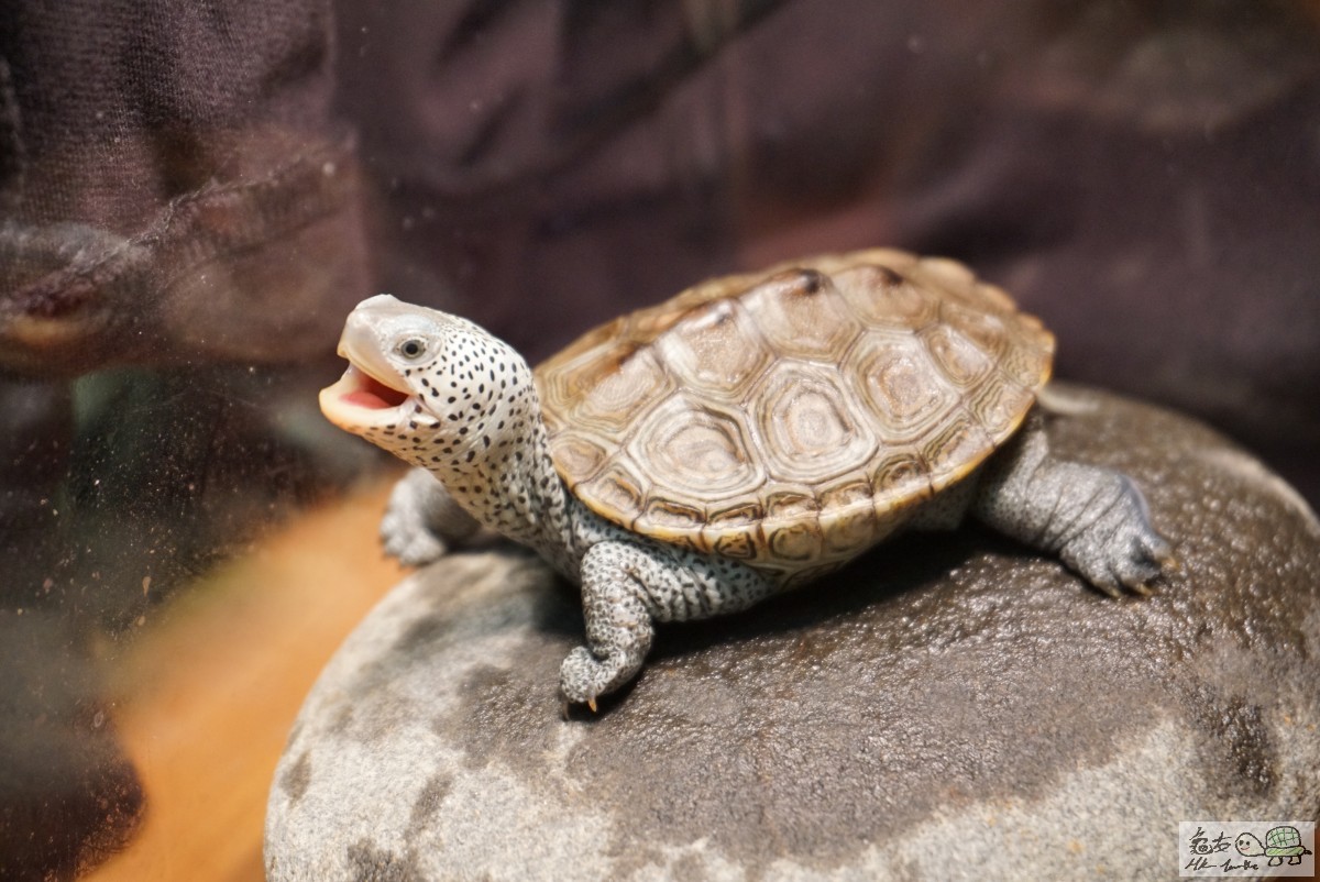 鑽紋龜 DSC09247.JPG