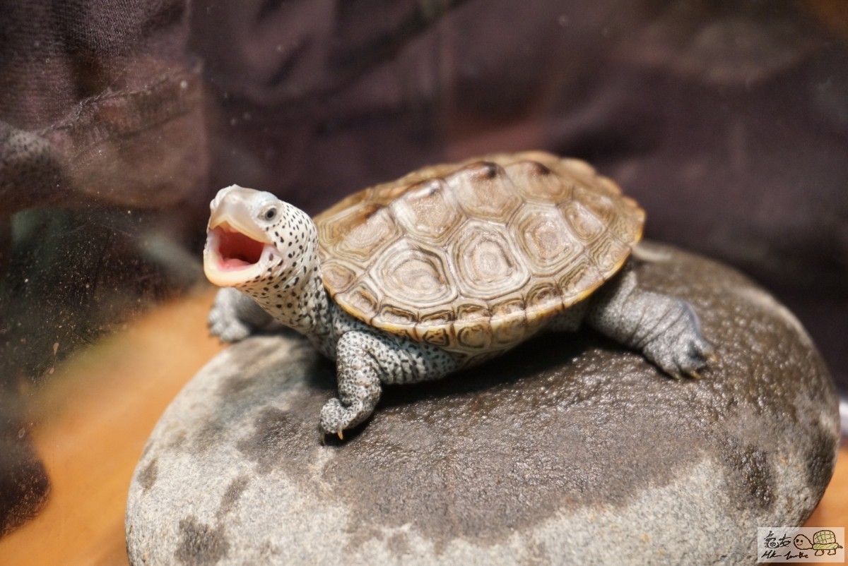 鑽紋龜 DSC09249.JPG