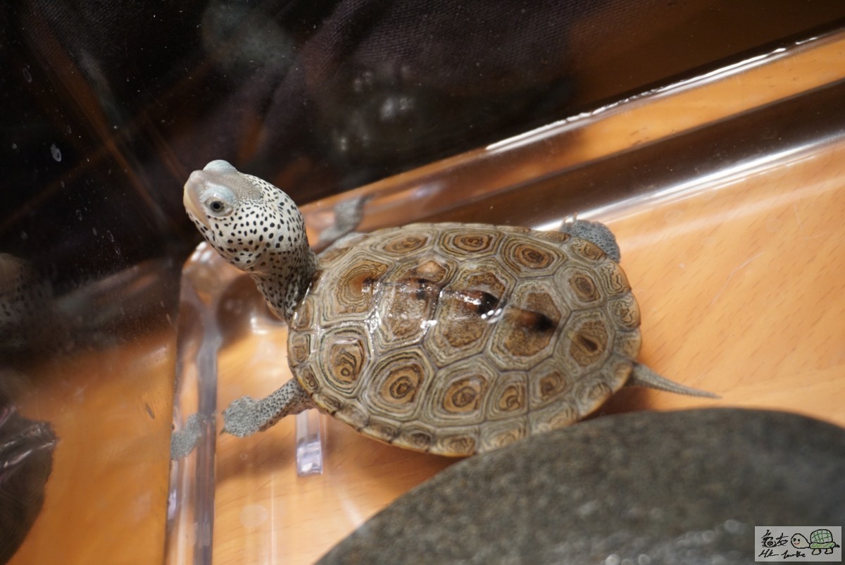 鑽紋龜 DSC09265.JPG