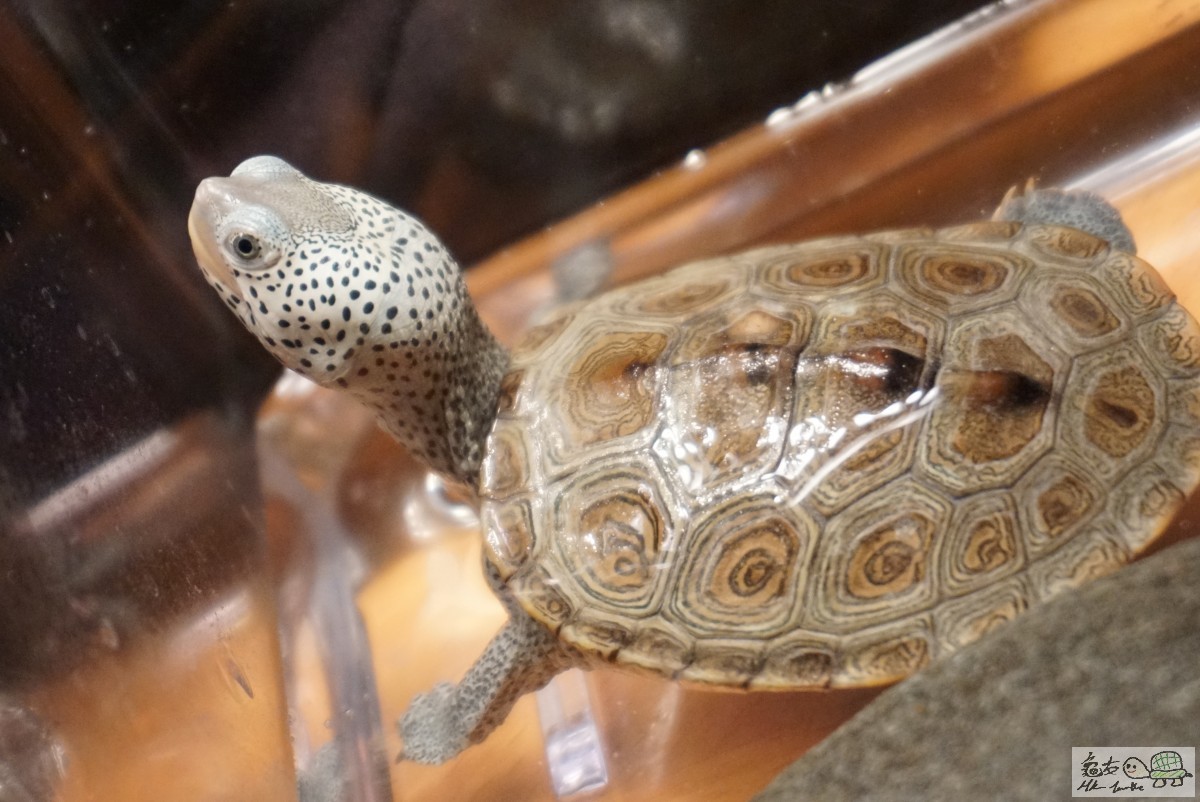 鑽紋龜 DSC09272.JPG