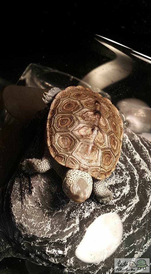 鑽紋龜  ccdd.jpg