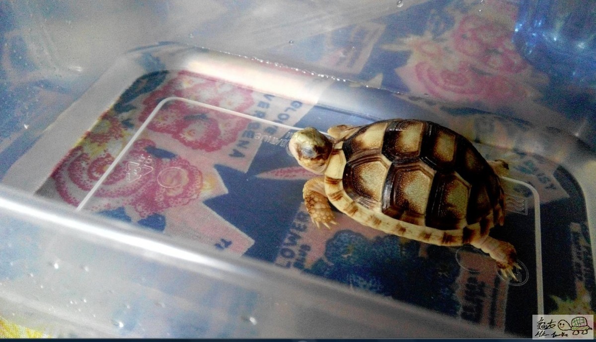 連浸水都要訓^^"