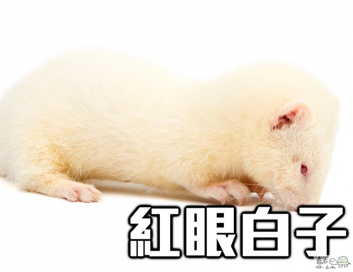 9329025-albino-ferret.jpg