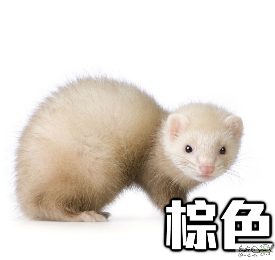ferret3.jpg