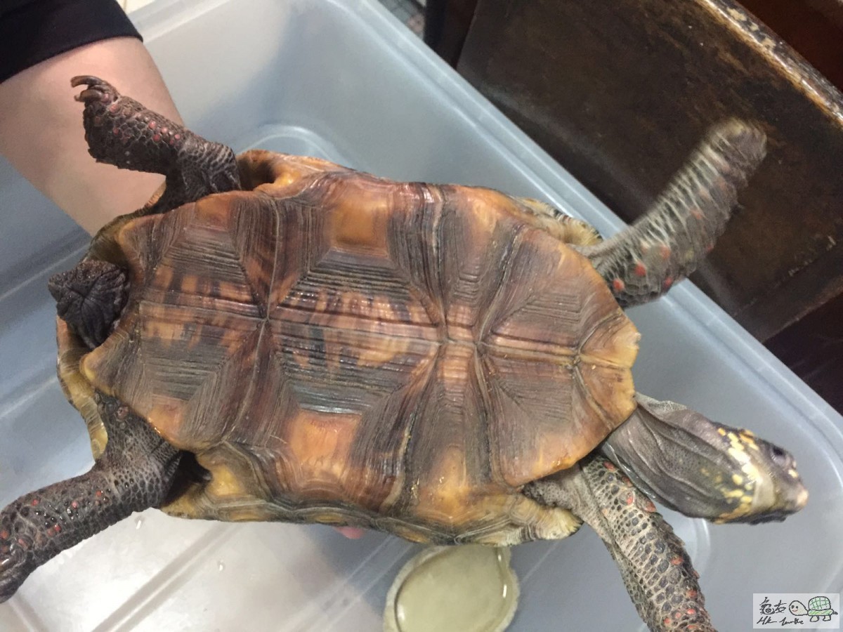 唔怕人, 仲反抗TIM