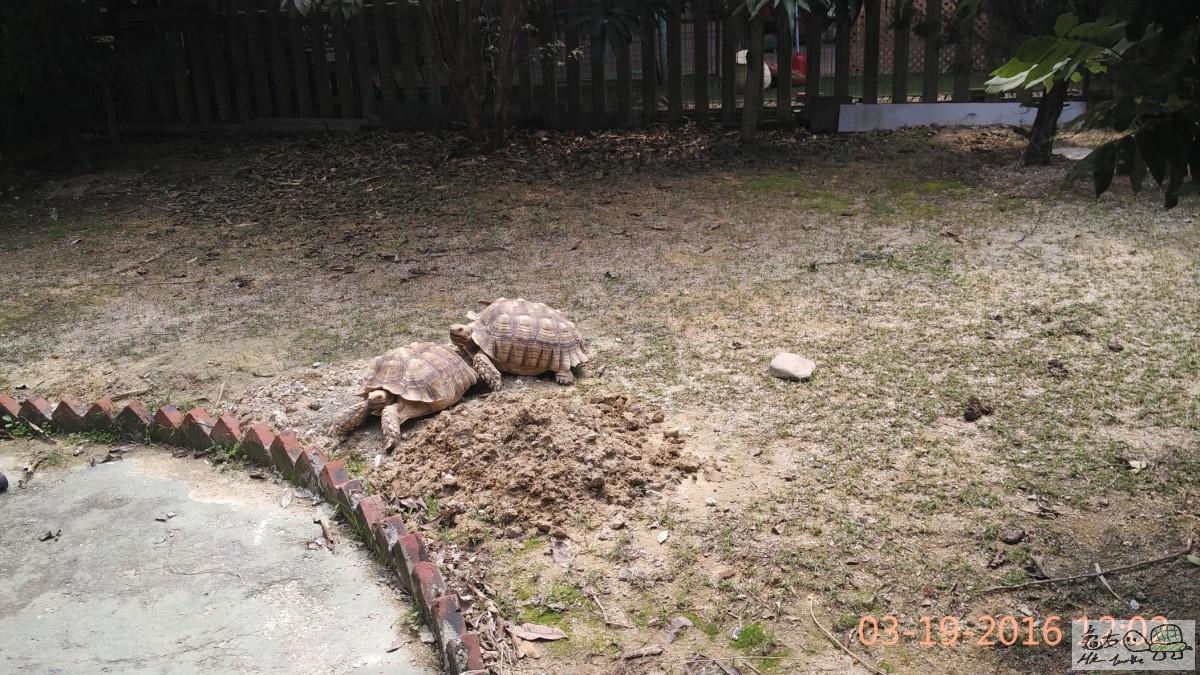 好天晒太陽，雨天吾怕長