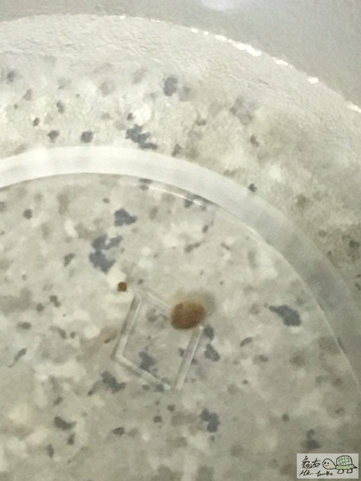 最後一次的排便