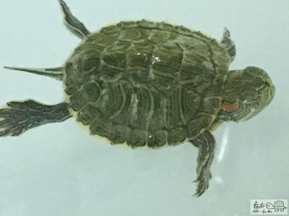 只浮不游 並緊閉雙眼