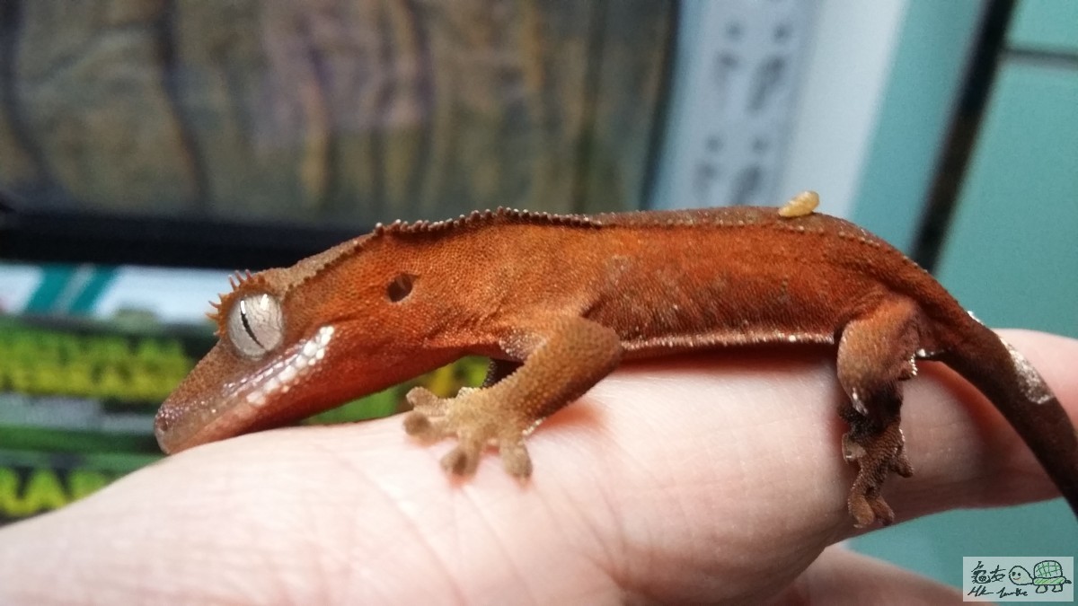 Red Bi-color female1.jpg