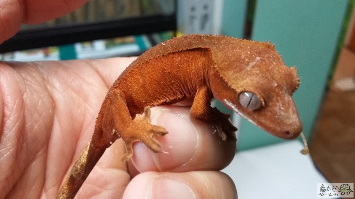 Red Bi-color female3.jpg