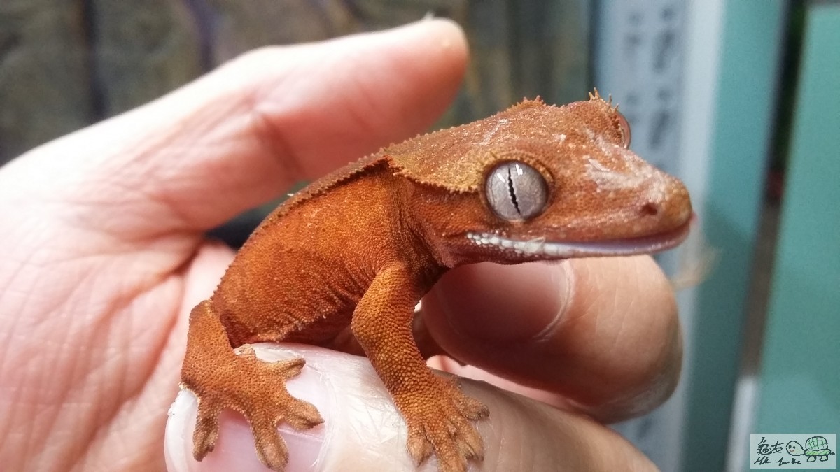 Red Bi-color female4.jpg