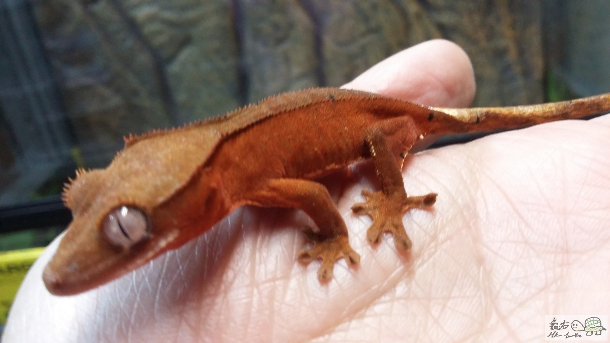 Red Bi-color female6.jpg