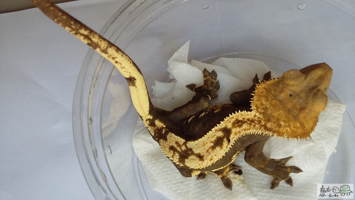 Blonde Pinstripe female1.jpg