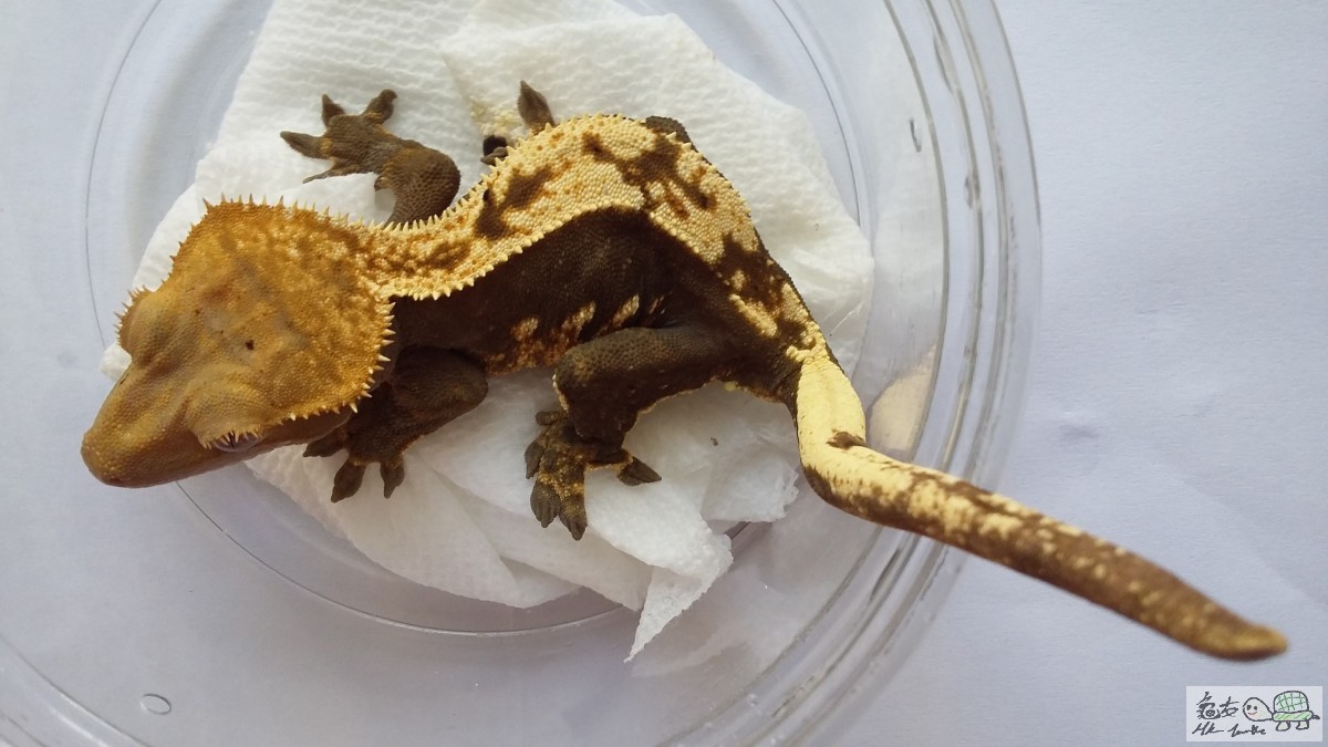 Blonde Pinstripe female3.jpg