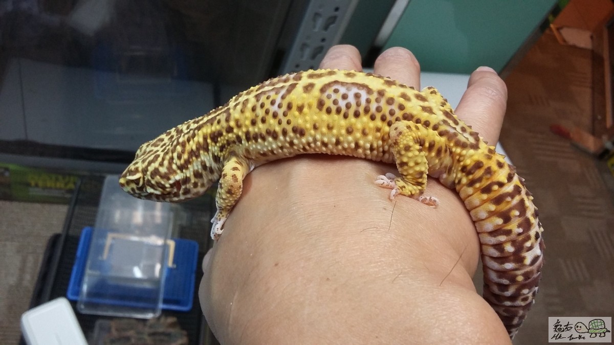 BELL ALBINO 100% HET RADAR公.jpg