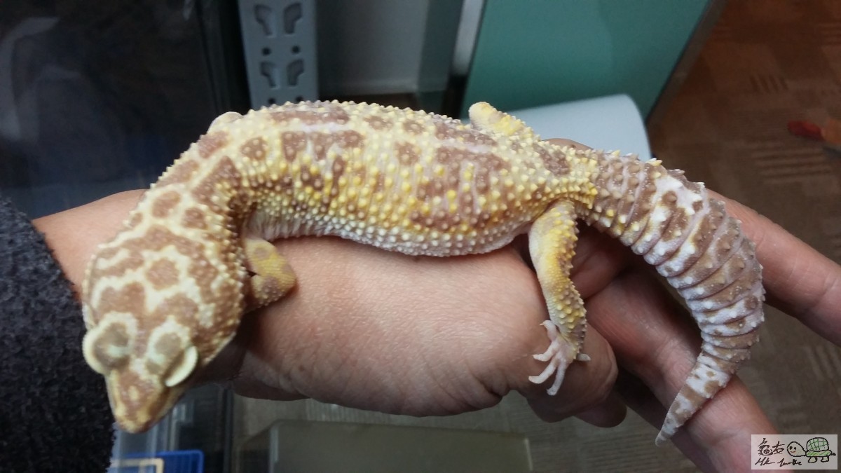 BELL ALBINO 100% HET RADAR母1.jpg