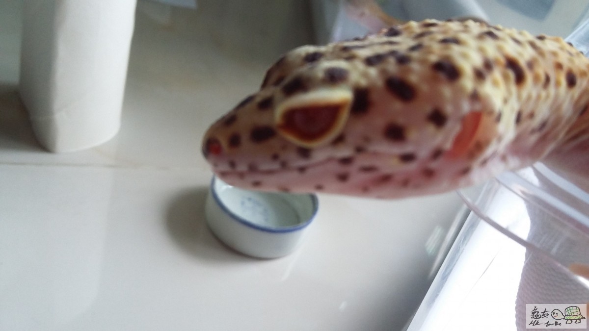 RED EYES ENIGMA母1.jpg